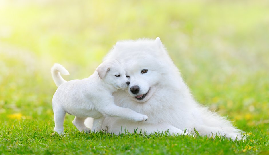 Samojed