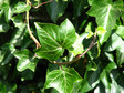 3. Bluszcz pospolity (Hedera helix)