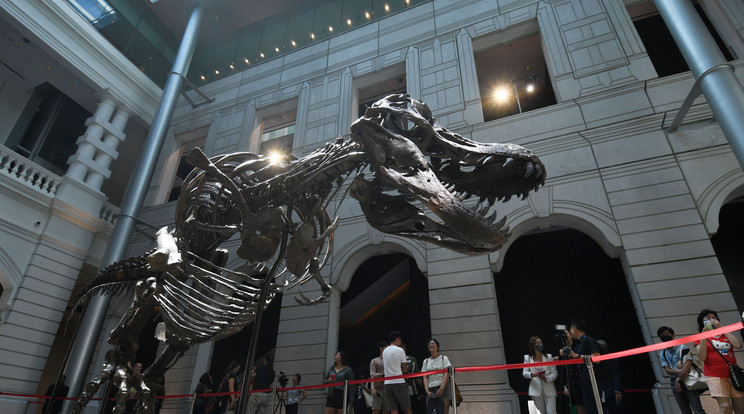 T-rex csontvázat árvereztek volna el / Fotó: Northfoto