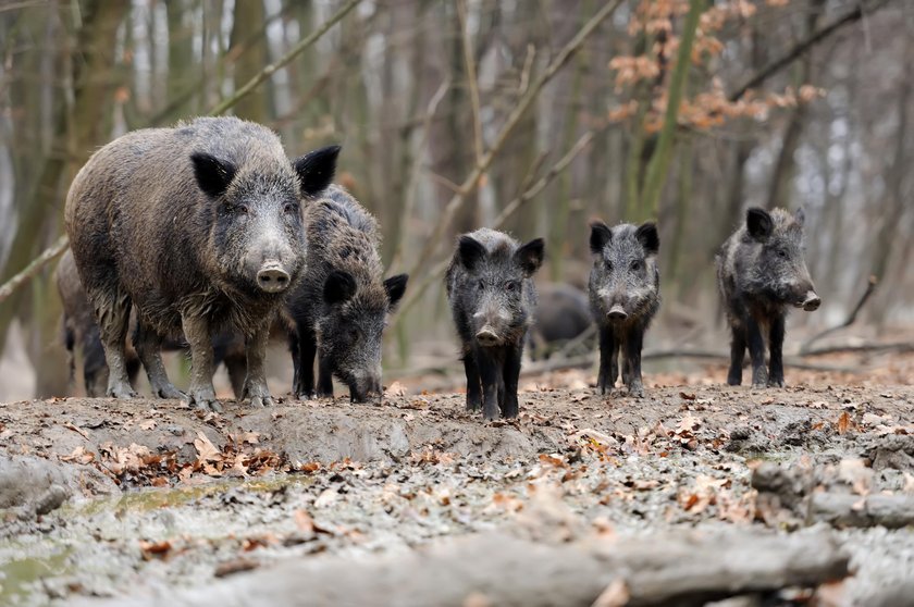 Andrzej Duda krytykował myśliwych. Czy stanie w obronie dzików?