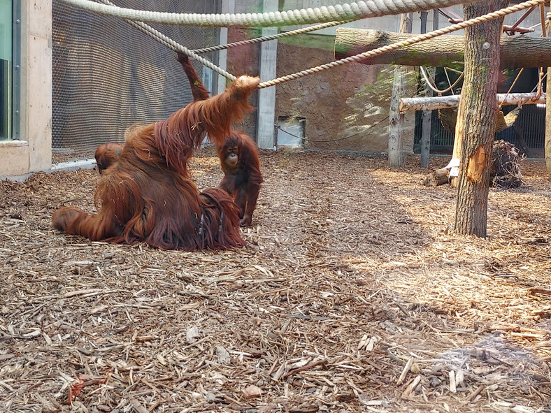 Orangutany sumatrzańskie - Ketawa pozuje do zdjęcia, Budi odwrócił się od obiektywu