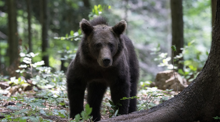 Medvemozgást észleltek a kamerák a Bükki Nemzeti Park területén / Illusztráció: Northfoto