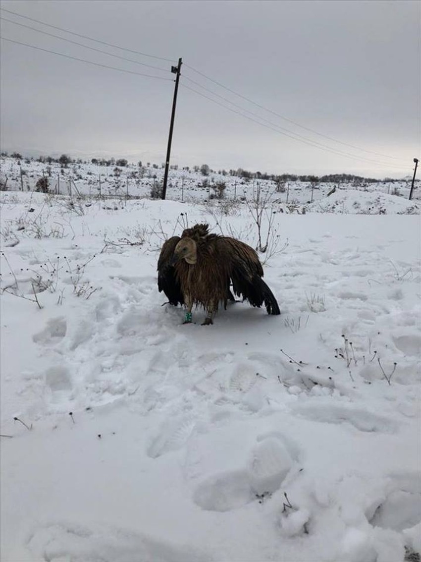 Promrzla i gladna dobrila 12. decembra pronađena u Turskoj