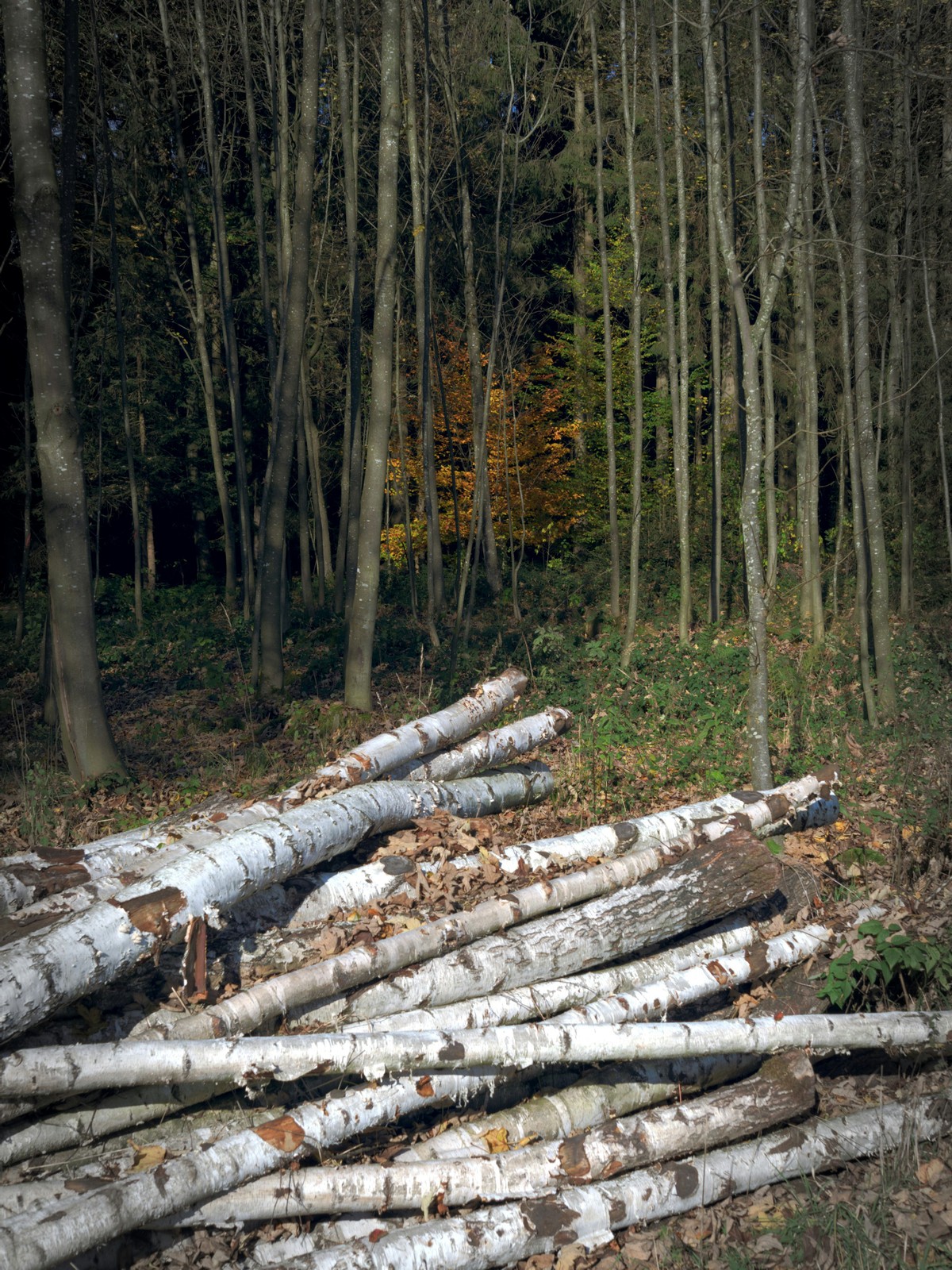 Rosyjskie i białoruskie drewno objęte sankcjami przemycane do Wielkiej Brytanii
