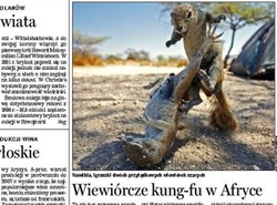 Zobacz niezwykłe kung fu wiewiórki