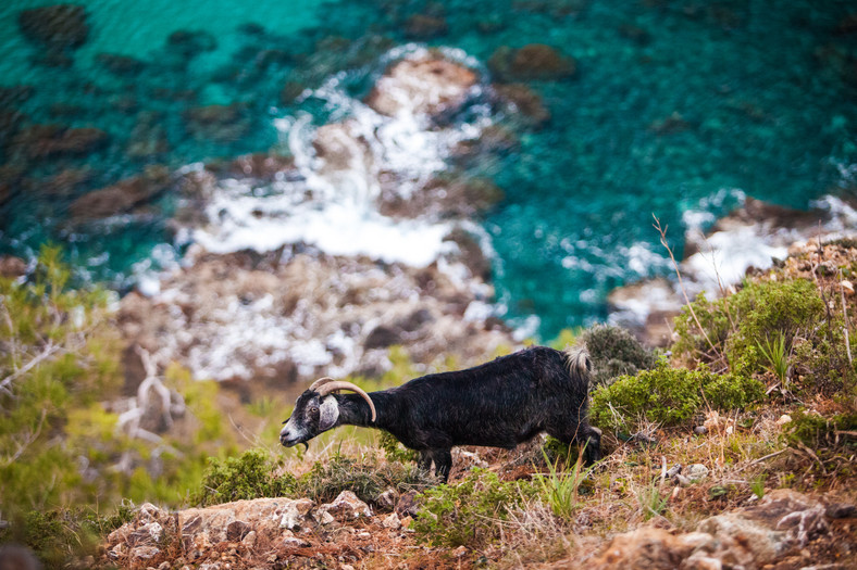 Muflony to jedne ze zwierząt, które spotkać można na obszarze Cypru Północnego