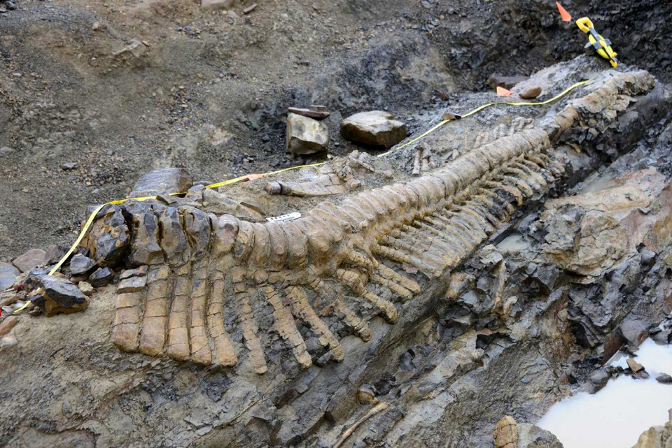 Meksyk: odnaleziono dobrze zachowany ogon dinozaura