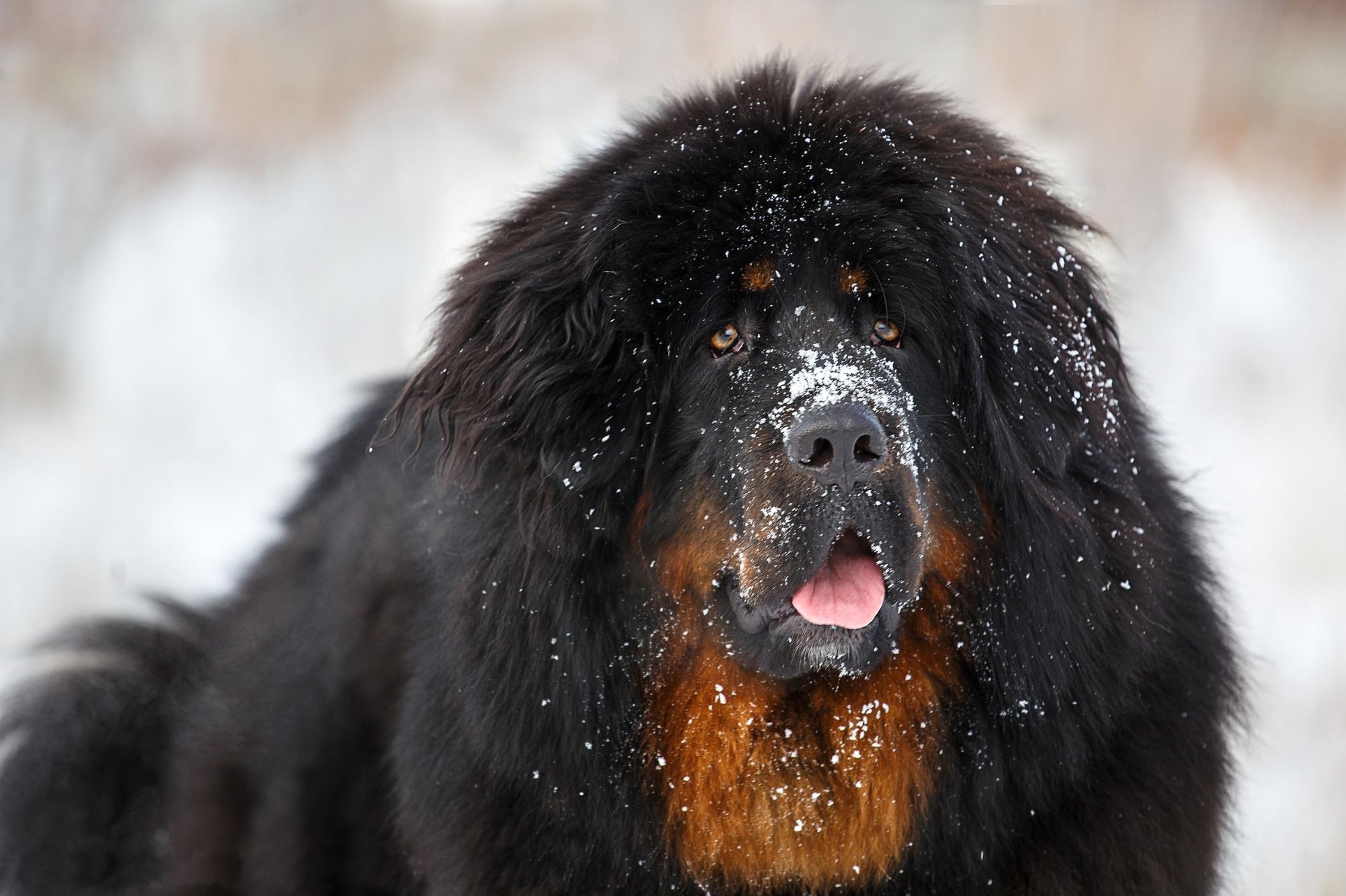 Tibetská doga