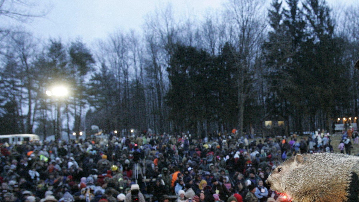 Przed nami wczesna wiosna - przepowiedział w środę najsłynniejszy świstak na świecie Phil z Punxsutawney w stanie Pensylwania.