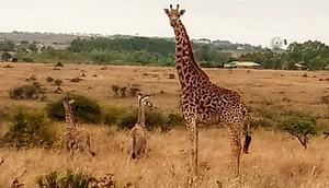 Girrafe gives birth to twins Image: NAJIB BALALA/ TWITTER