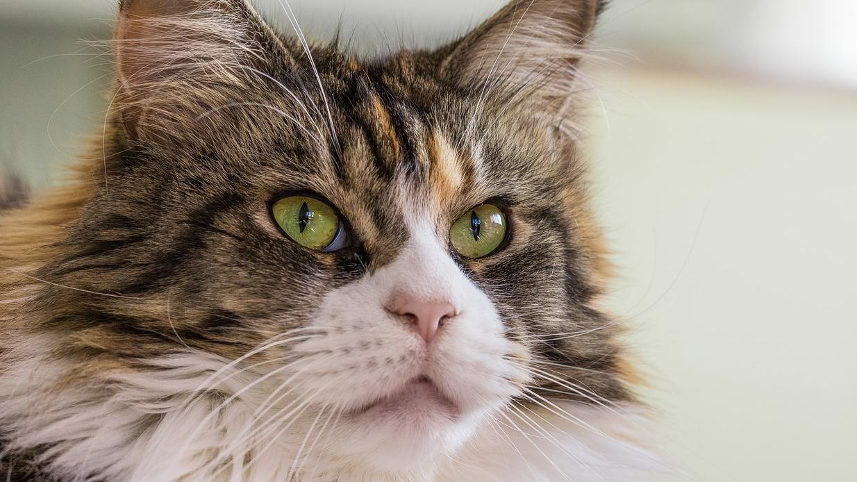 Nie je mačka ako mačka: Toto je 18 najdrahších plemien sveta | Obkec.sk