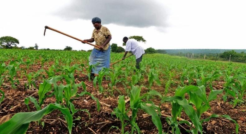 Fermiers au Swaziland qui utilisent des techniques de conservation pour cultiver d'autres récoltes que le maïs/IRIN/Mujahid Safodien