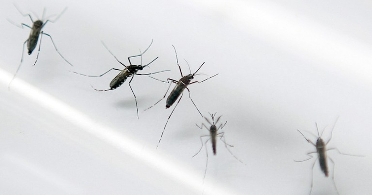 Choroba Przenoszona Przez Komary Krzyżówka Kuba: władze ostrzegają o zagrożeniu chorobą denga - Wiadomości