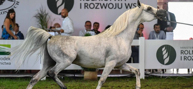 Aukcja koni w Janowie Podlaskim. Zwierzęta sprzedano za 254 tys. euro