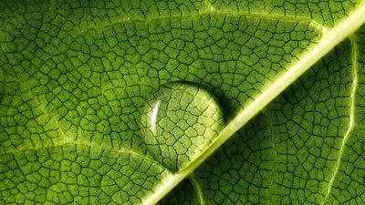 Leafy greens are packed with chlorophyll, which is a great source of nutrition.Mark Mawson/Getty Images