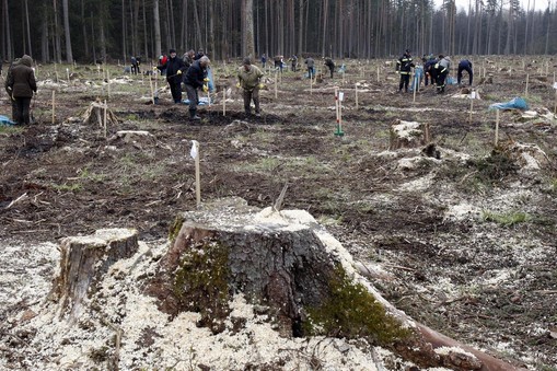 sadzenie drzew Puszcza Białowieska