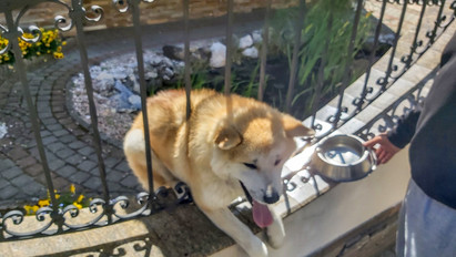 Kerítésbe szorult egy pórul járt kutya Nyíradonyban, így szabadították ki – fotók