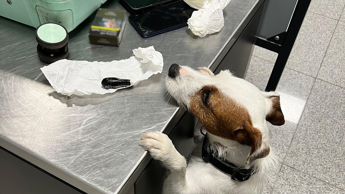 Pies służbowy przy stole kontrolnym