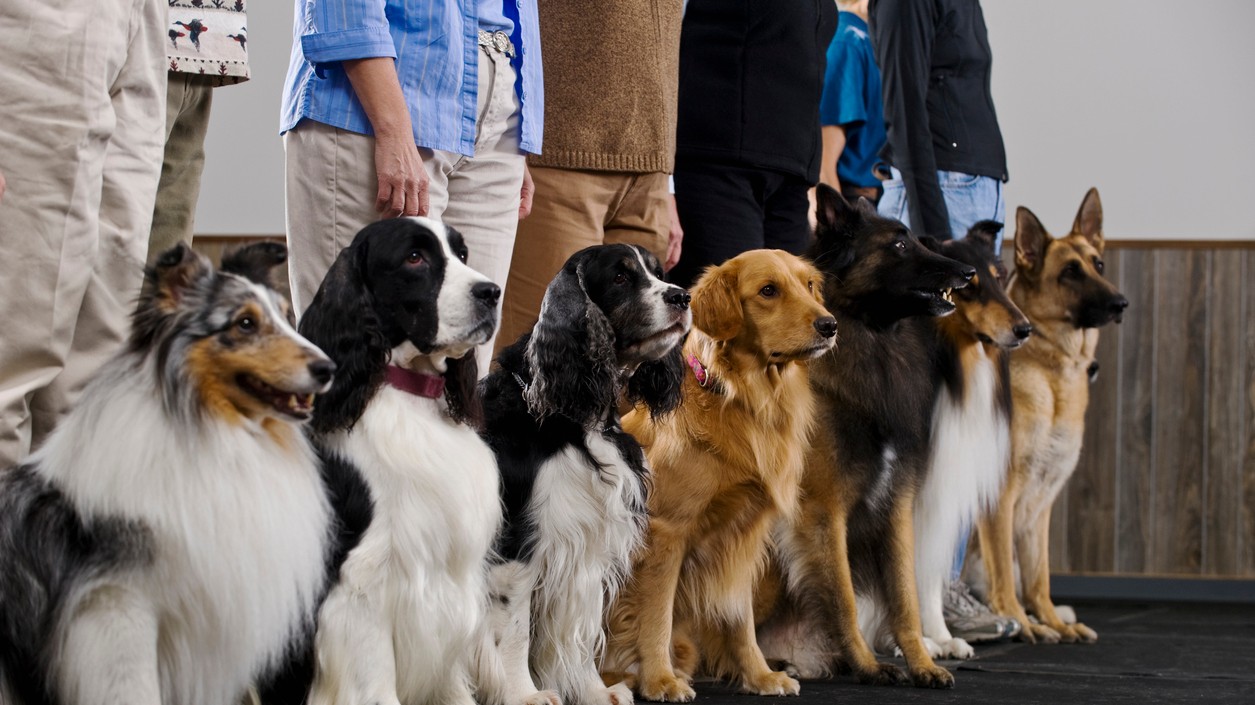 Každé plemeno má svoje špecifické vlastnosti.