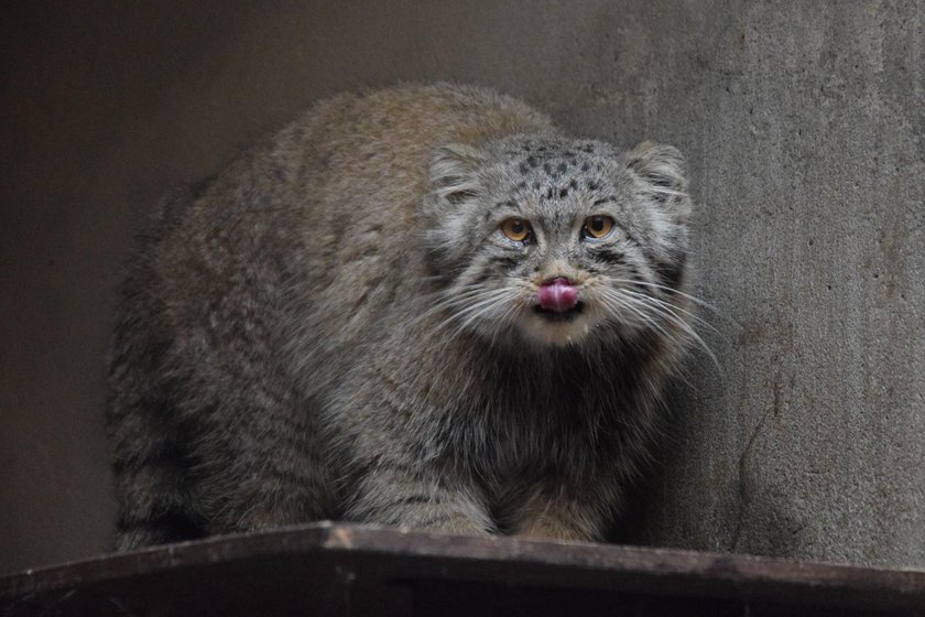 Manul ucienikier wrócił do poznańskiego zoo