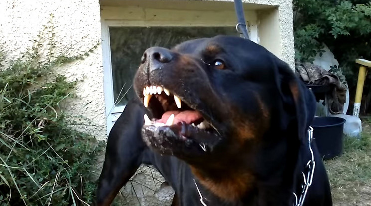 A kutya egy udvaron támadott az emberekre /Fotó: YouTube
