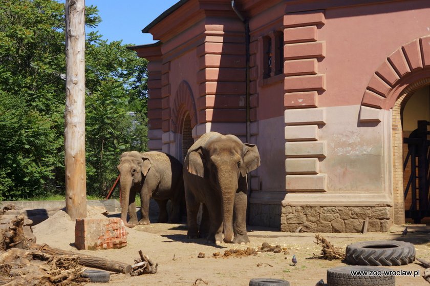 Zoo we Wrocławiu