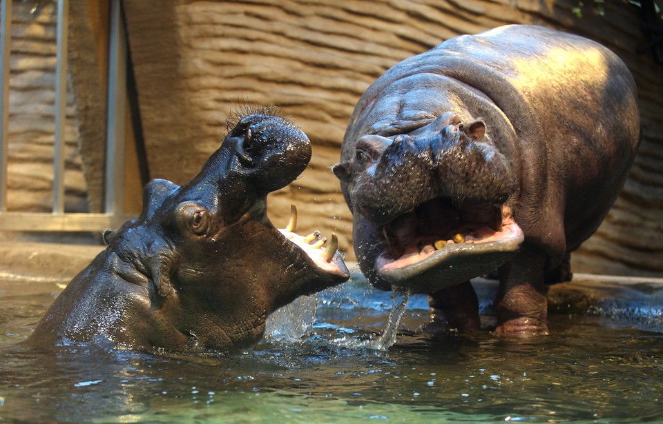 WARSZAWA WARSZAWSKIE ZOO HIPOPOTAMY