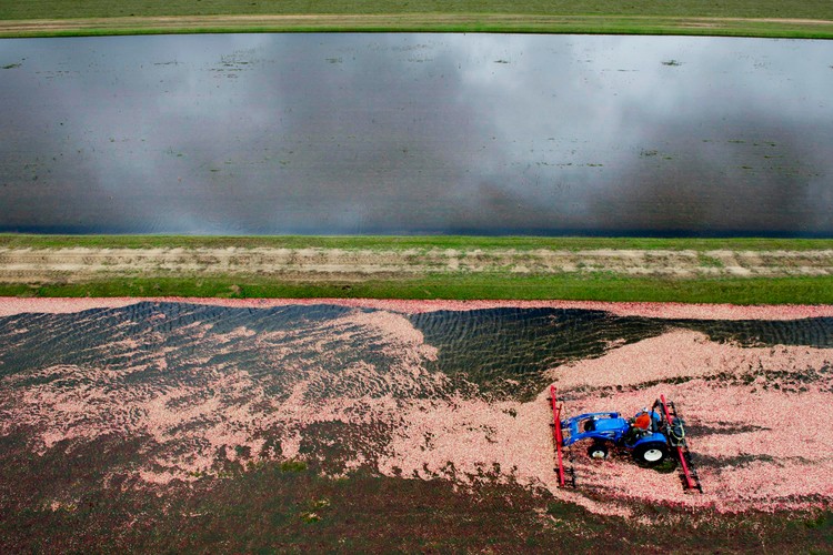 Robotnik na zalanym polu hodowli żurawiny