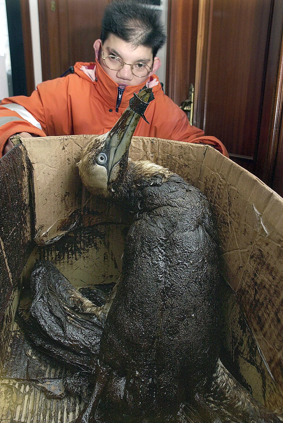 Ptak pokryty olejem z zatopionego tankowca Prestige, wyłowiony w okolicach hiszpańskiego miasta La Coruna