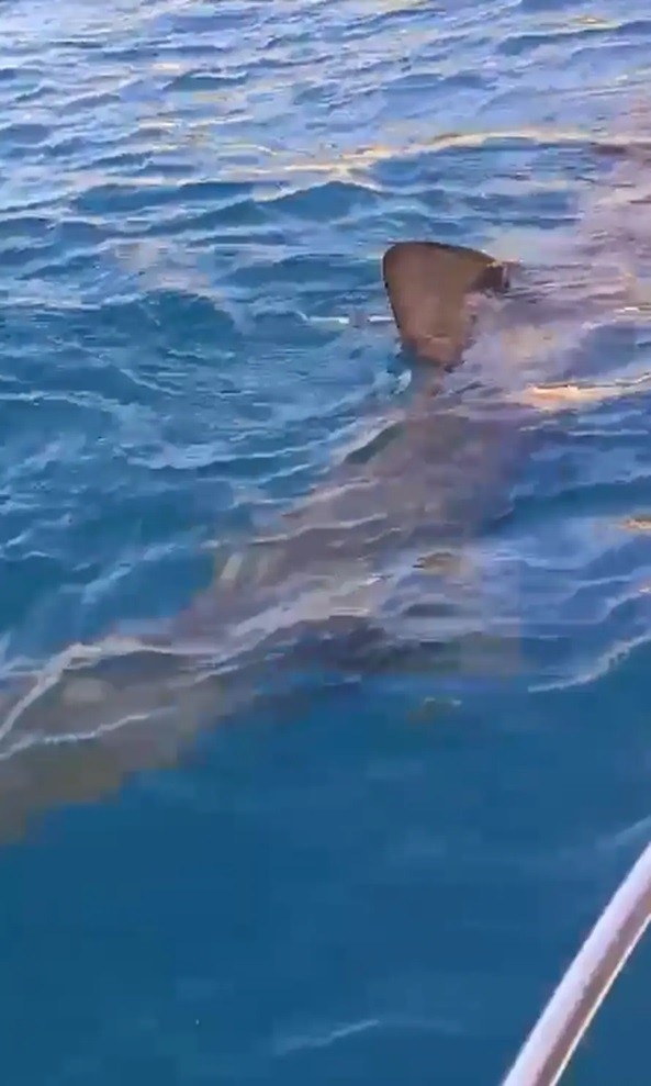 V mori uvideli žraloka.