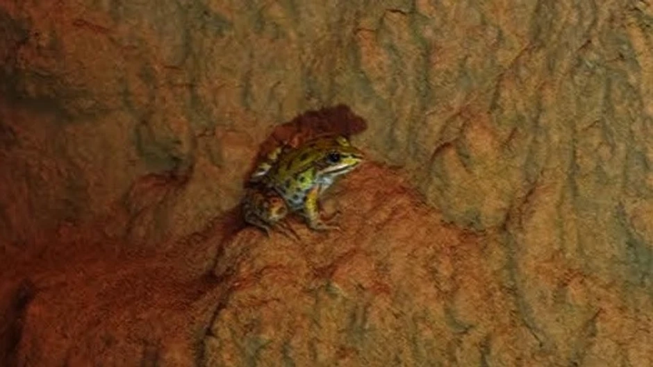 Oči i pokreti u mraku: Tuneli su puni žaba