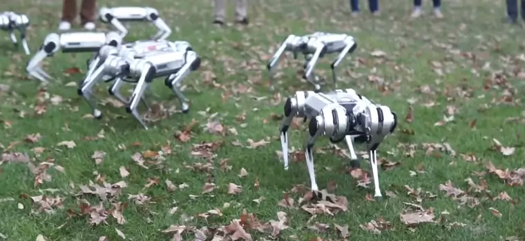 Roboty Mini Cheetah "bawią się" na nowym wideo