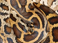 247 zwierząt w jednej walizce na lotnisku w Buenos Aires