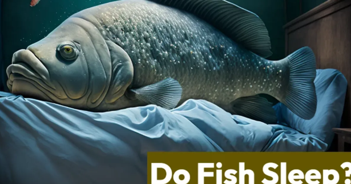 Did you know fish have regular sleep schedules, similar to yours? - Vimarsana News
