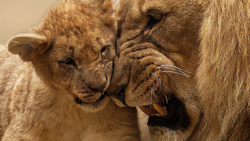 Ritka oroszlánkölyköket akart lopni, ám azok szülei szétmarcangolták