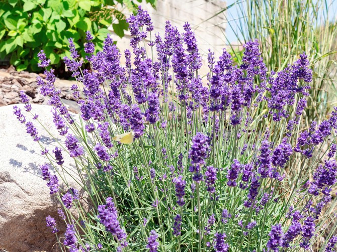 Lavanda će cvetati kao luda ako u zemljište dodate ovu jednu stvar