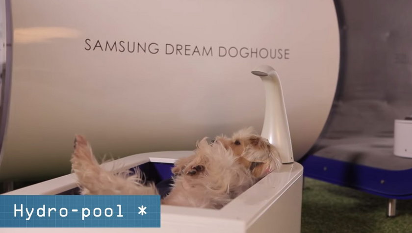 Samsung Dream Doghouse - wymarzona buda dla psa Samsunga