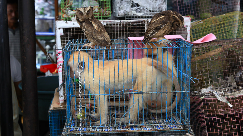 Nielegalny handel zagrożonymi gatunkami zwierząt