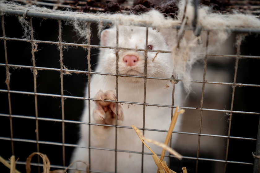 Denmark mink culling process