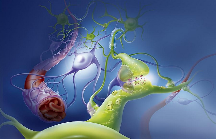 Prekursor neurotransmiterów