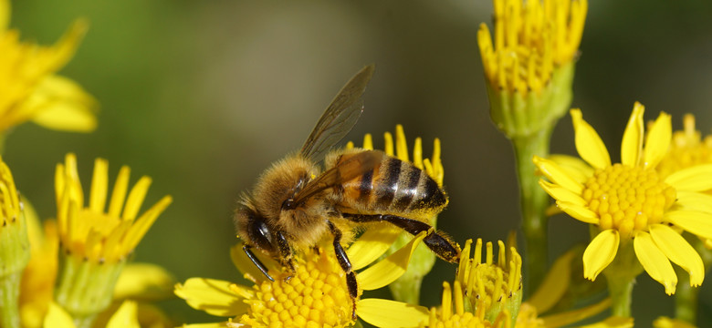 Wyszkolone pszczoły w Holandii wykrywają koronawirusa