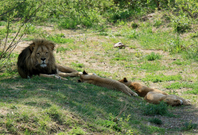 Stado lwów w zoo w Gdańsku