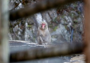 majmun foto reuters (11)