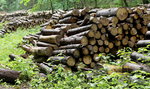 Kup drewno od leśników