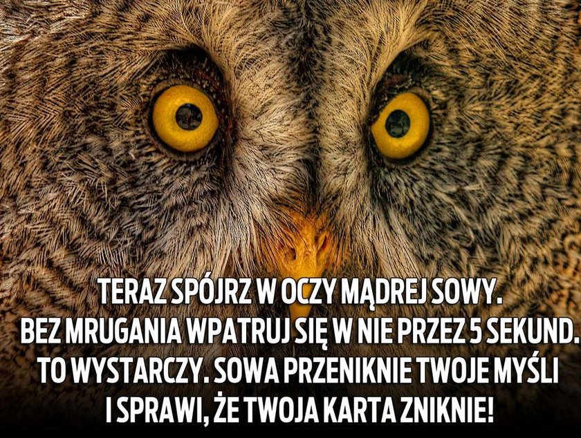 Ta sowa to jasnowidz! Czyta myśli przez internet! :)