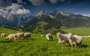 Śląskie: Podpisano umowę programu „Owca Plus”