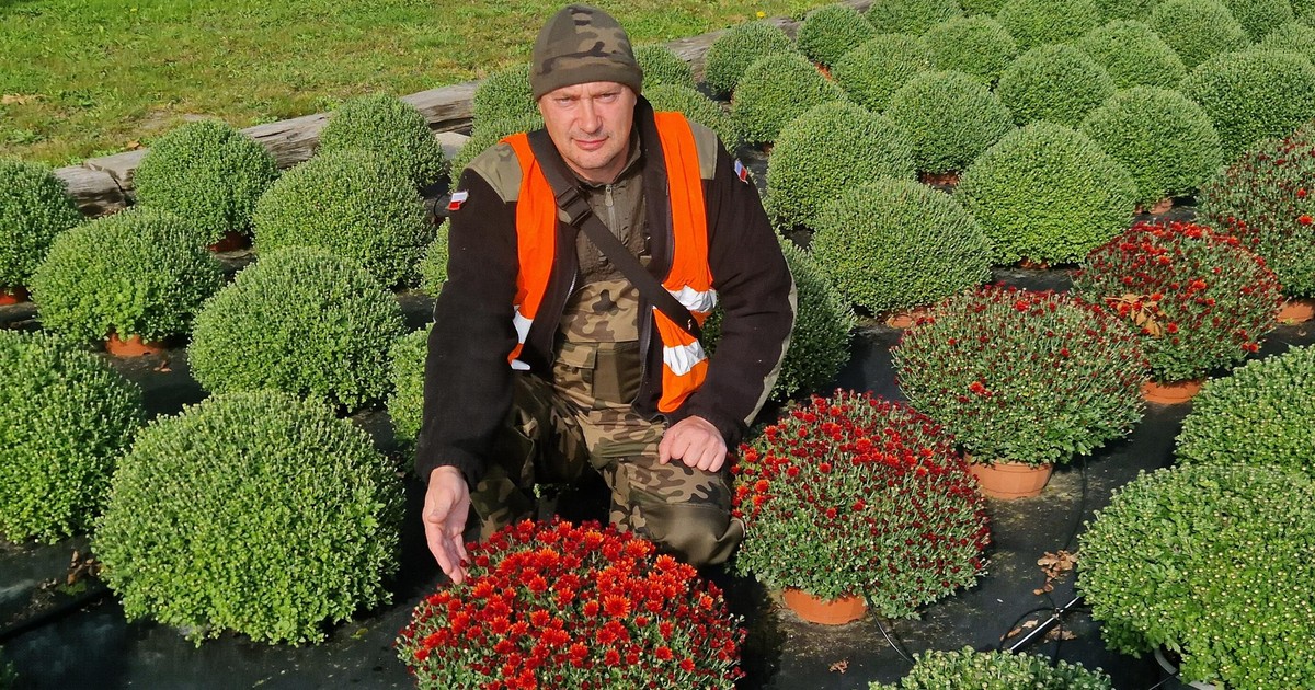 Rodzina pana Piotra uprawia chryzantemy od pokoleń. Mówi, z czym musi teraz się mierzyć