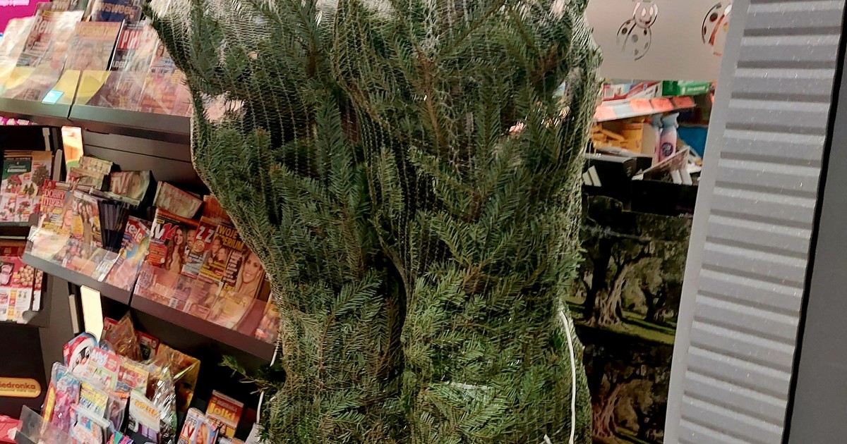 Ustawili w przedsionku Biedronki. Żywe choinki za takie pieniądze