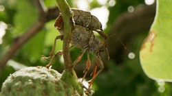 Niezwykłe "Serce dębu" na VOD w Dniu Dzikiej Przyrody