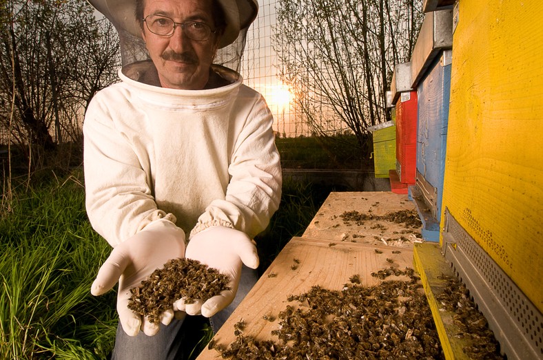 Zaatakowane przez Varroa destructor owady mają niewielkie szanse na przeżycie